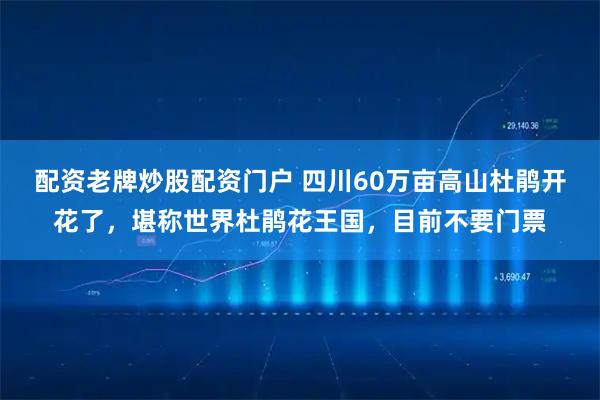 配资老牌炒股配资门户 四川60万亩高山杜鹃开花了，堪称世界杜鹃花王国，目前不要门票